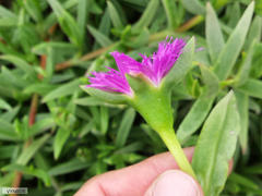 Carpobrotus dimidiatus