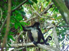 Ateles geoffroyi vellerosus