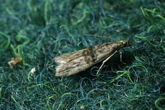 Nephopterix angustella