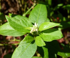 Alternanthera flavescens