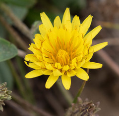 Agoseris apargioides