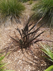 Phormium cookianum