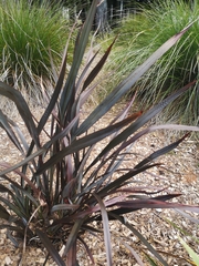 Phormium cookianum