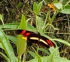 Podotricha telesiphe