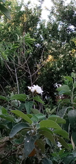 Cordia boissieri