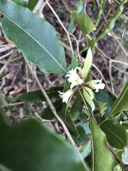 Pittosporum undulatum