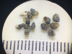 Pyrgulopsis augustae