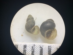 Pyrgulopsis augustae
