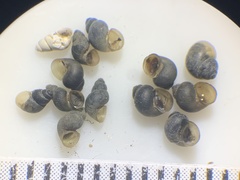 Pyrgulopsis augustae
