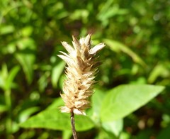 Alternanthera flavescens