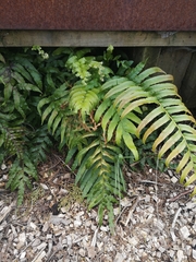 Blechnum novae-zelandiae