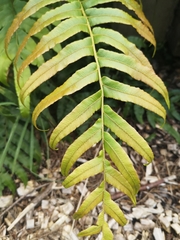 Blechnum novae-zelandiae
