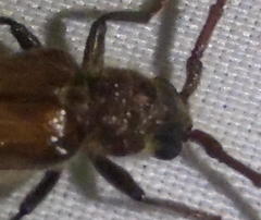 Crinarnoldius maculatus