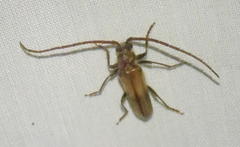 Crinarnoldius maculatus