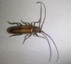 Crinarnoldius maculatus