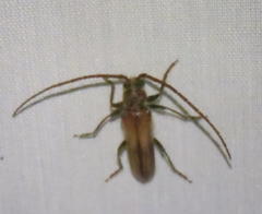 Crinarnoldius maculatus