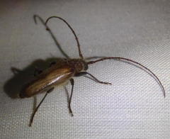 Crinarnoldius maculatus