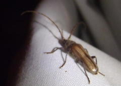 Crinarnoldius maculatus