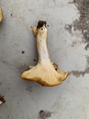 Cantharellus lewisii