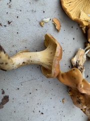 Cantharellus lewisii