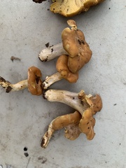 Cantharellus lewisii