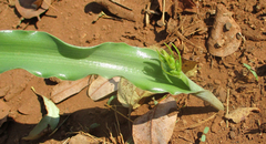 Dipcadi platyphyllum image