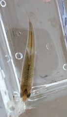 Notropis blennius