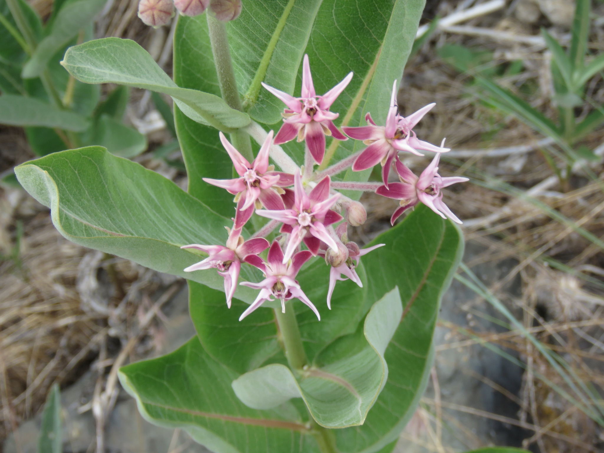 a clump of light pink star-shaped showy milkweed flowers surrounded by large green leaves with an orange central vein