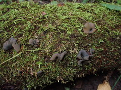 Chlorencoelia versiformis