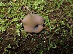 Chlorencoelia versiformis