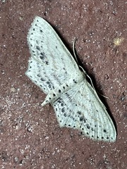 Scopula cacuminaria