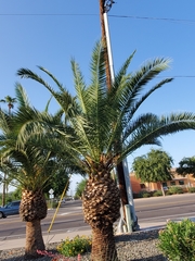 Arecaceae