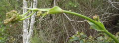 Lichtensteinia latifolia