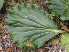 Lichtensteinia latifolia