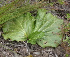 Lichtensteinia latifolia