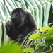 Mexican Howler Monkey - Photo (c) Carlos Álvarez, some rights reserved (CC BY-NC), uploaded by Carlos Álvarez
