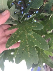 Insecta