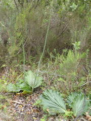 Lichtensteinia latifolia
