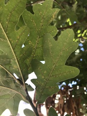Insecta
