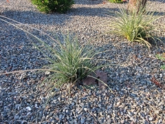 Hesperaloe parviflora