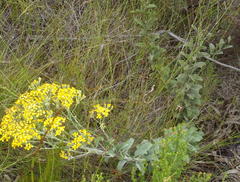 Senecio crenatus