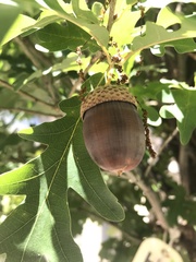 Insecta