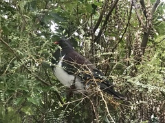 Hemiphaga novaeseelandiae