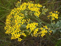 Senecio crenatus