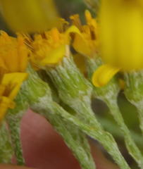 Senecio crenatus