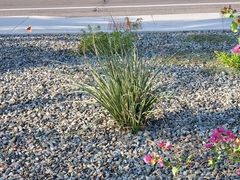 Hesperaloe parviflora