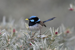 Malurus cyaneus cyanochlamys