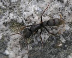 Bothroponera cariosa