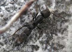 Bothroponera cariosa