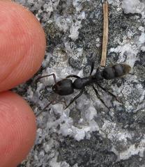 Bothroponera cariosa